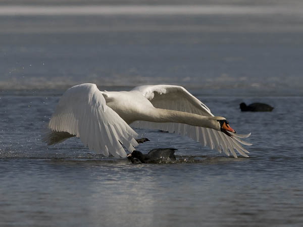 Kyhmyjoutsen, Mute Swan, Cygnus olor